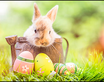 Easter-Rentals